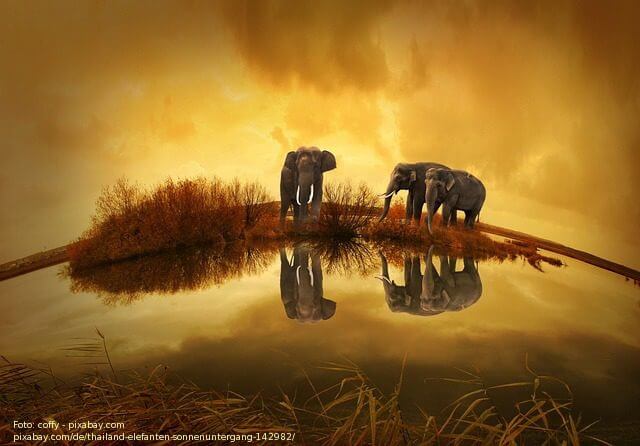Elefanten - coffy-pixabay.com thailand-142982_640 17.02.14