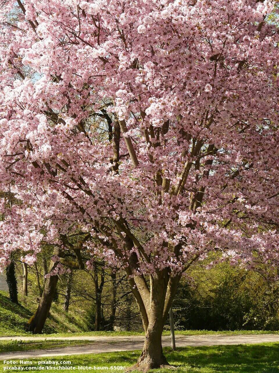 Kirschbluete - hans-pixabay.com cherry-blossom-6509_1280 16.01.14