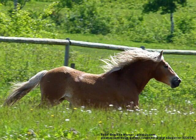 Pferd - werner22brigitte-pixabay.com galloping-123018_640 31.01.14